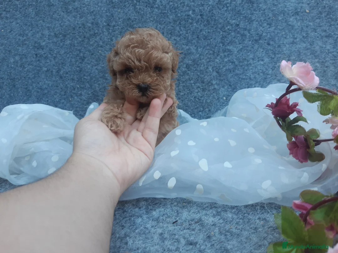 Caniche Toy perros en venta: PRECIOSOS CANICHE  ROJO LINEA TOY - Anuncio 1