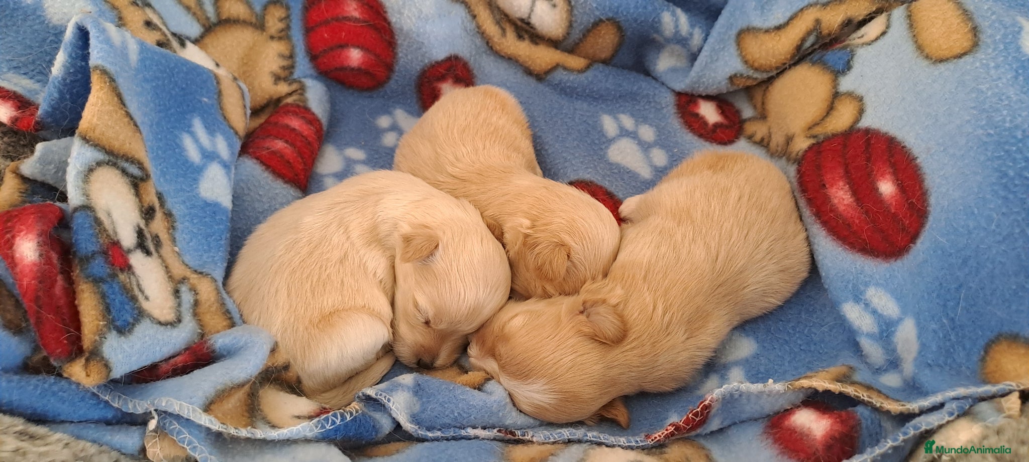 Maltipoo perros Cachorritos de Maltipoo - Anuncio 15