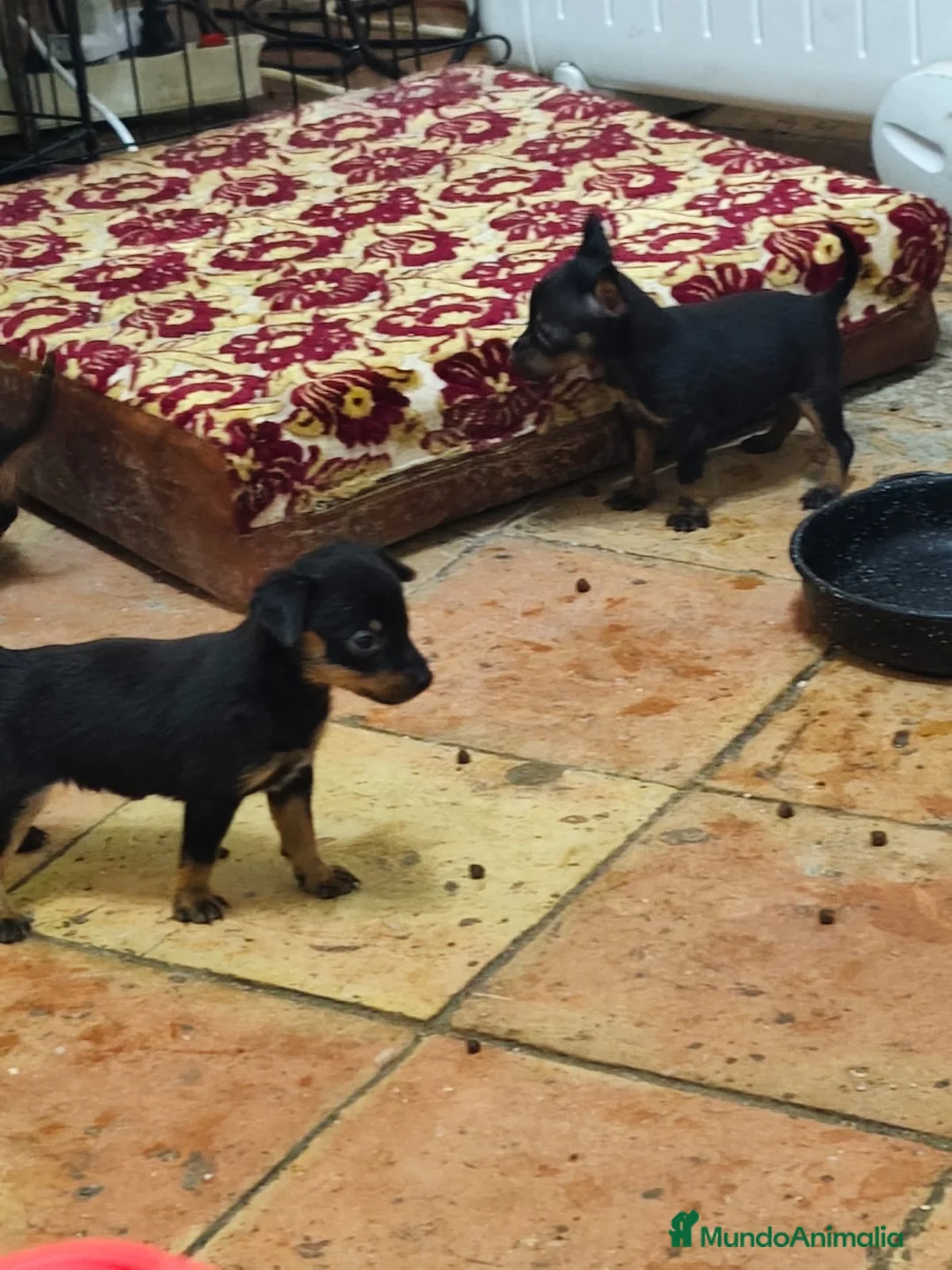 Pinscher Miniatura perros en venta: Mini Pincher  - Anuncio 5