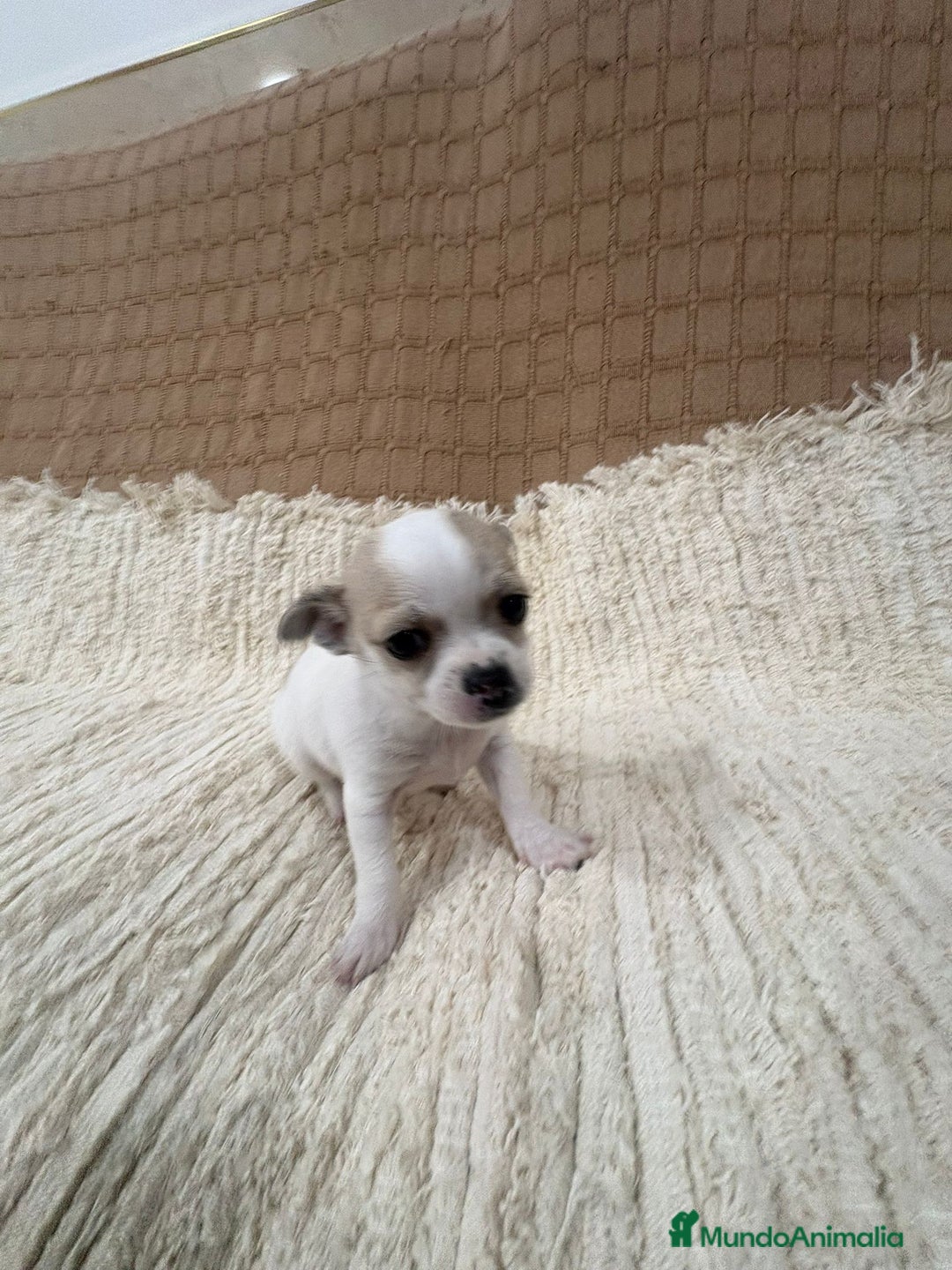 Chihuahua perros en venta: Chihuahua toy - Anuncio 5