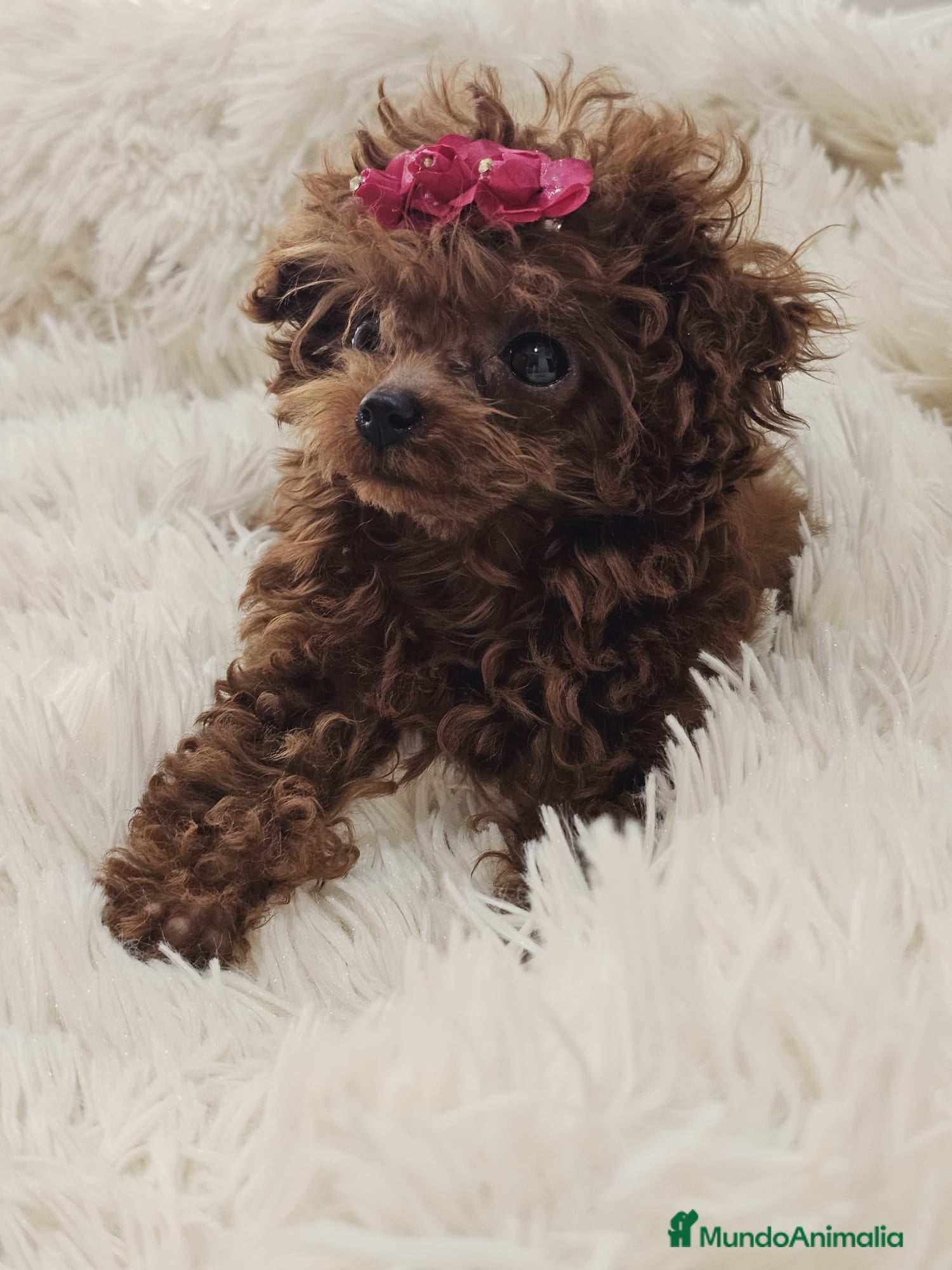 Caniche Toy perros HÉMBRA ASIÁTICA TEA CUP - Anuncio 9
