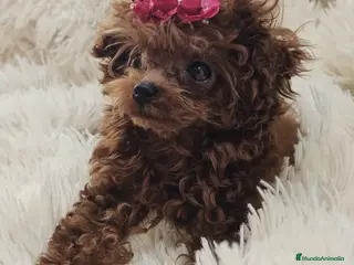 Caniche Toy perros HÉMBRA ASIÁTICA TEA CUP - Anuncio 9