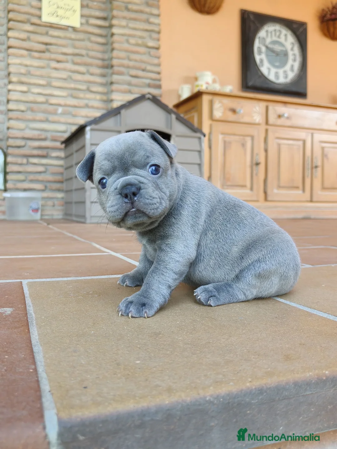 Bulldog Francés perros en venta: Bulldog francés lilac  - Anuncio 3