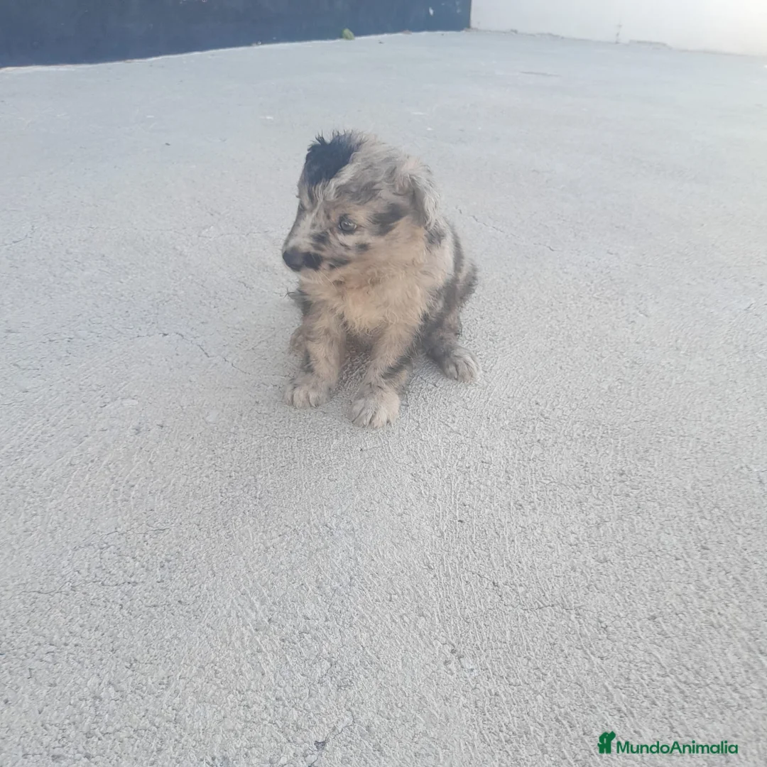 Border Collie perros en venta: BORDER COLLIE - Anuncio 1
