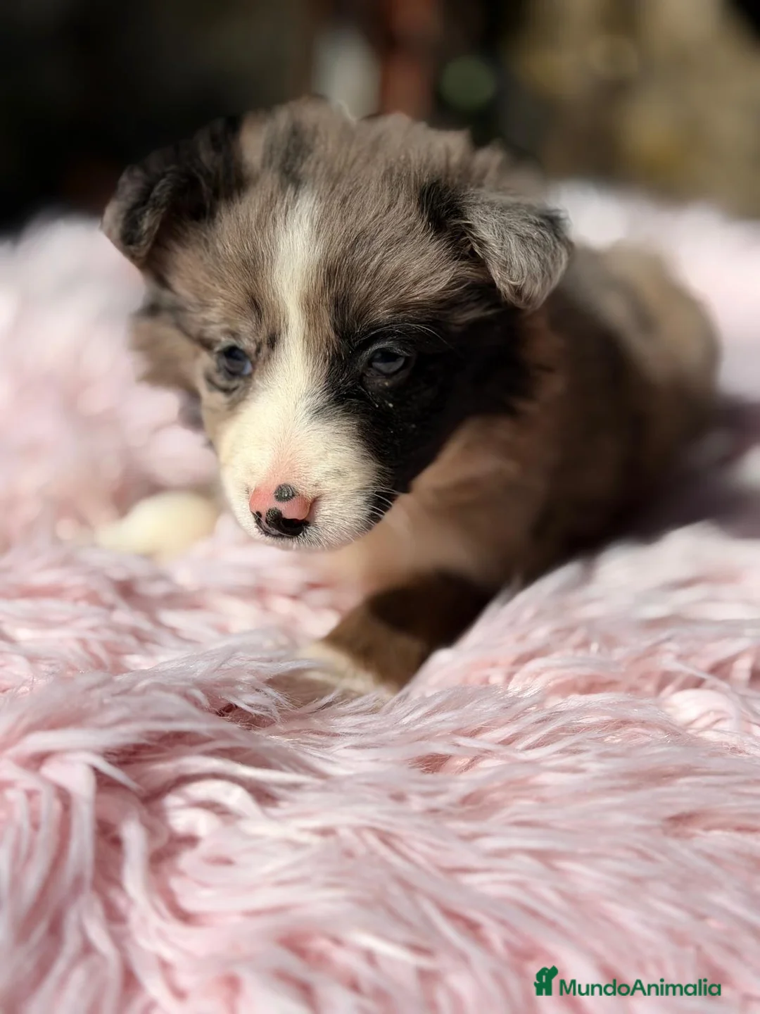 Border Collie perros en venta: BORDER COLLIE MERLÉ - Anuncio 6