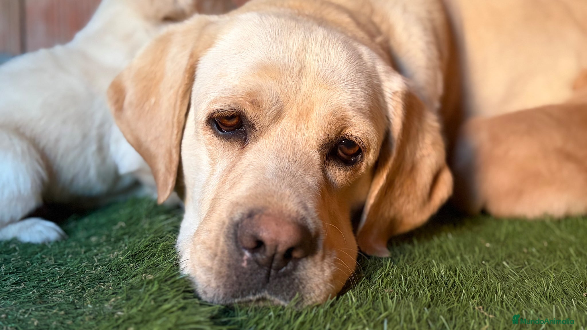 Labrador Retriever perros Labrador retriever - Anuncio 1