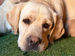 Labrador Retriever perros Labrador retriever - Anuncio 1