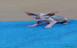 Sphynx gatos en venta: Preciosa hembrita lista para entregar  - Imagen 4