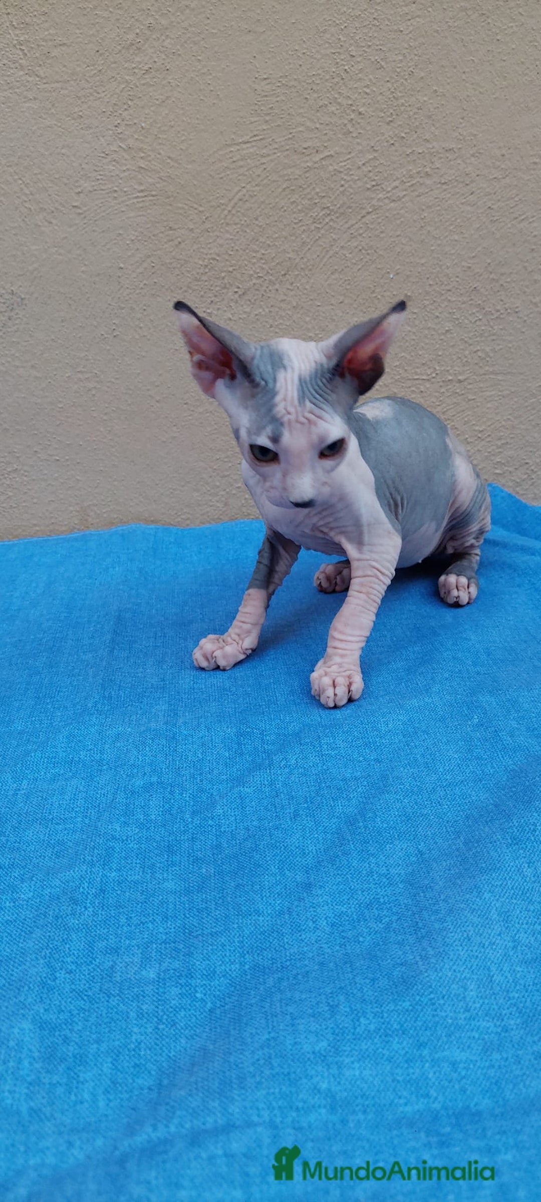 Sphynx gatos en venta: Preciosa hembrita lista para entregar  - Imagen 4