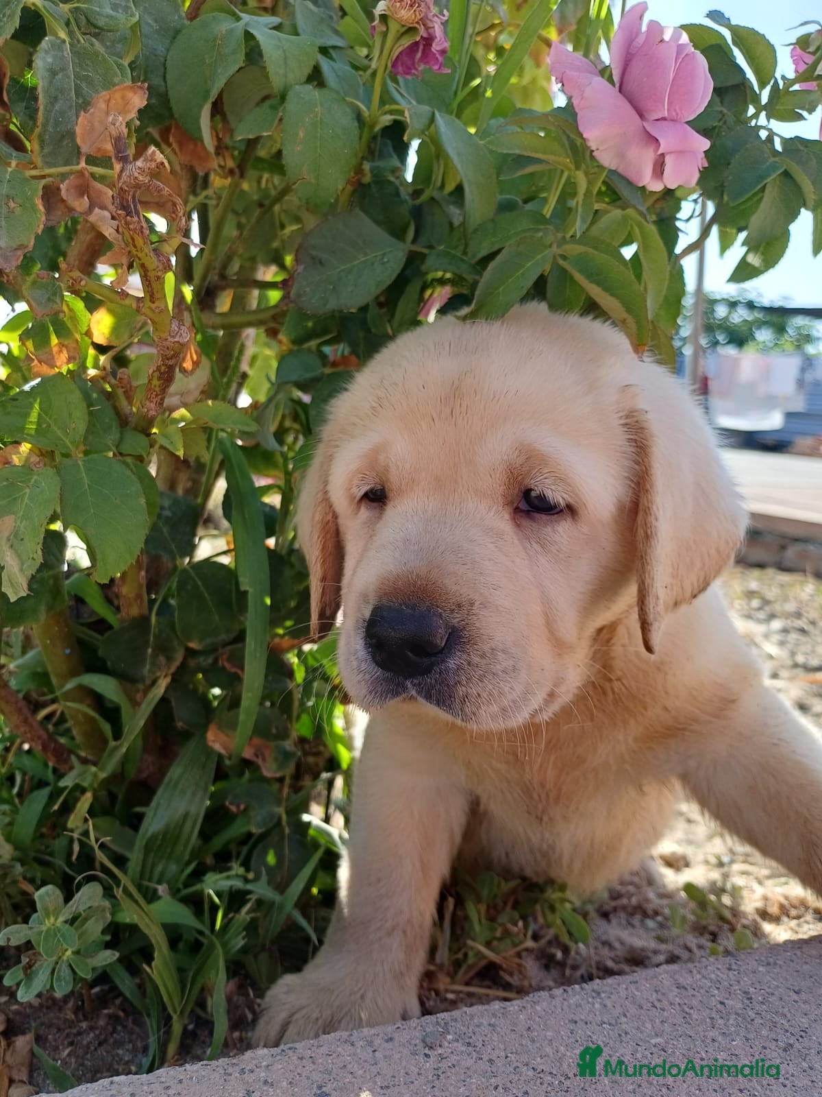 Labrador Retriever perros Labrador retriever dorado mucho hueso  - Anuncio 2