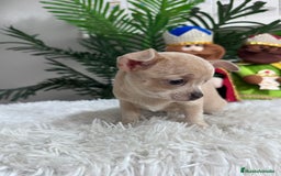 Chihuahua perros en venta: CHIHUAHUA HEMBRA - Anuncio 8