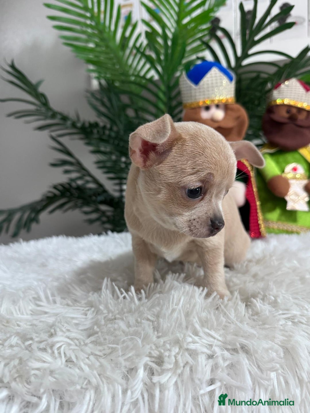 Chihuahua perros en venta: CHIHUAHUA HEMBRA - Anuncio 8