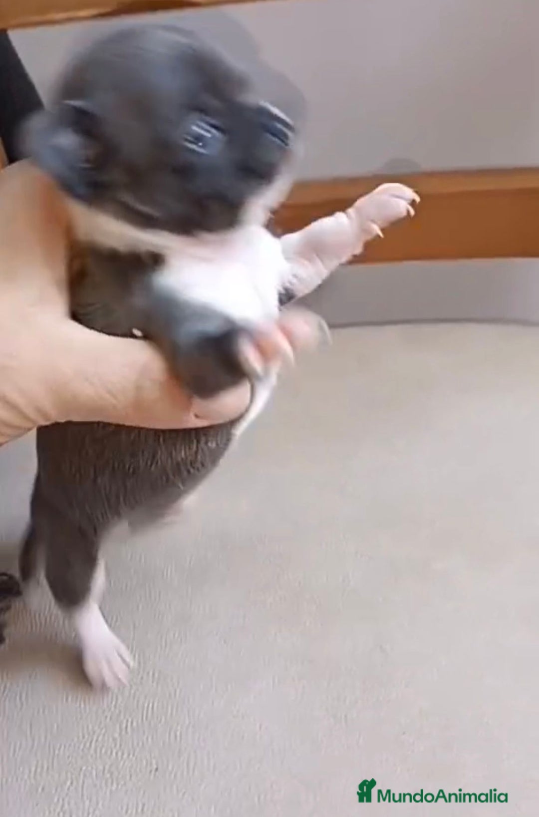 Chihuahua perros en venta: Chihuahua Mini toy blue - Anuncio 8