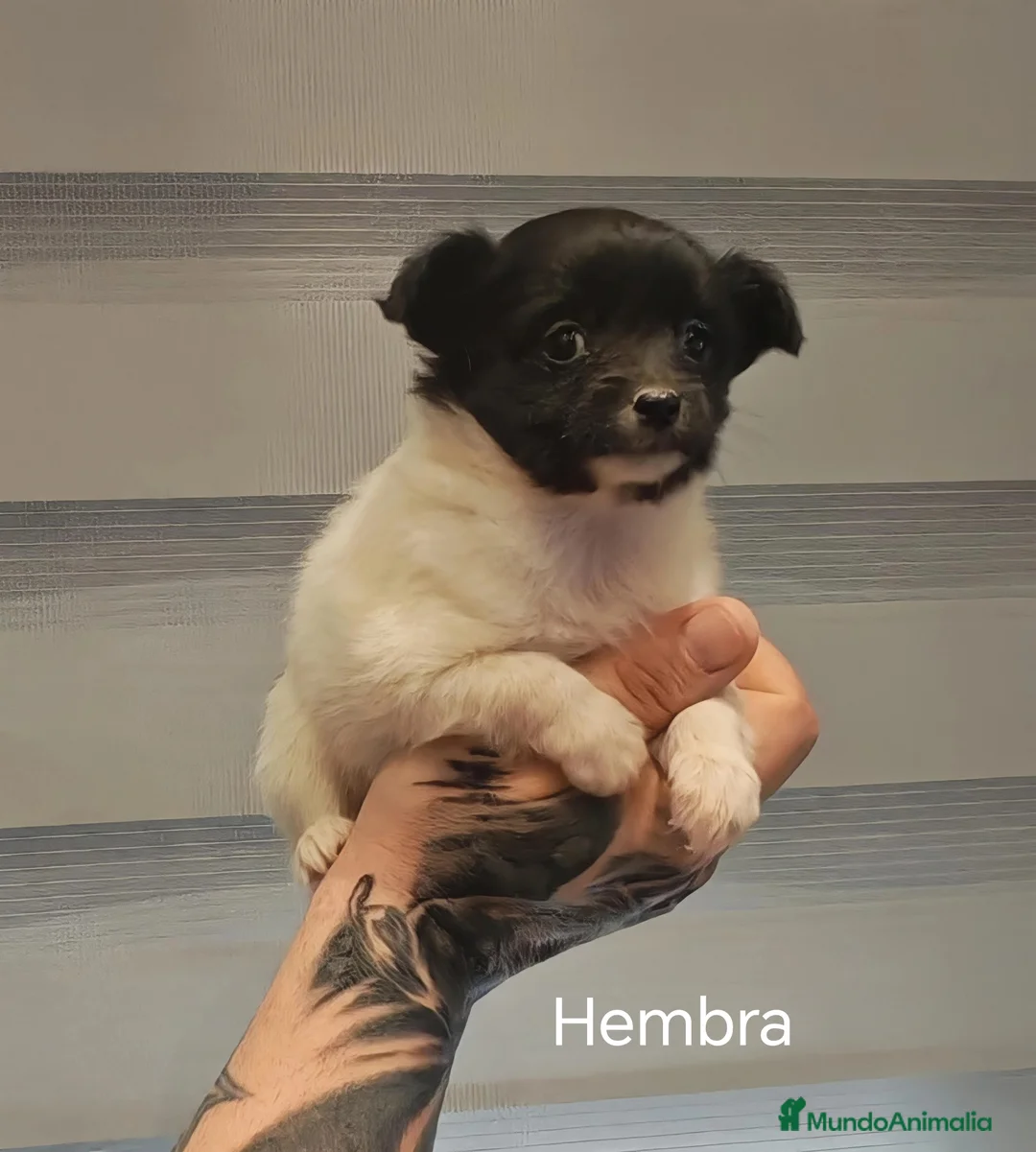 Chihuahua perros en venta: Disponible 2 Machos y 1 Hembra - Anuncio 1