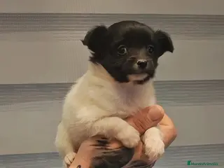 Chihuahua perros Disponible 2 Machos y 1 Hembra - Anuncio 1