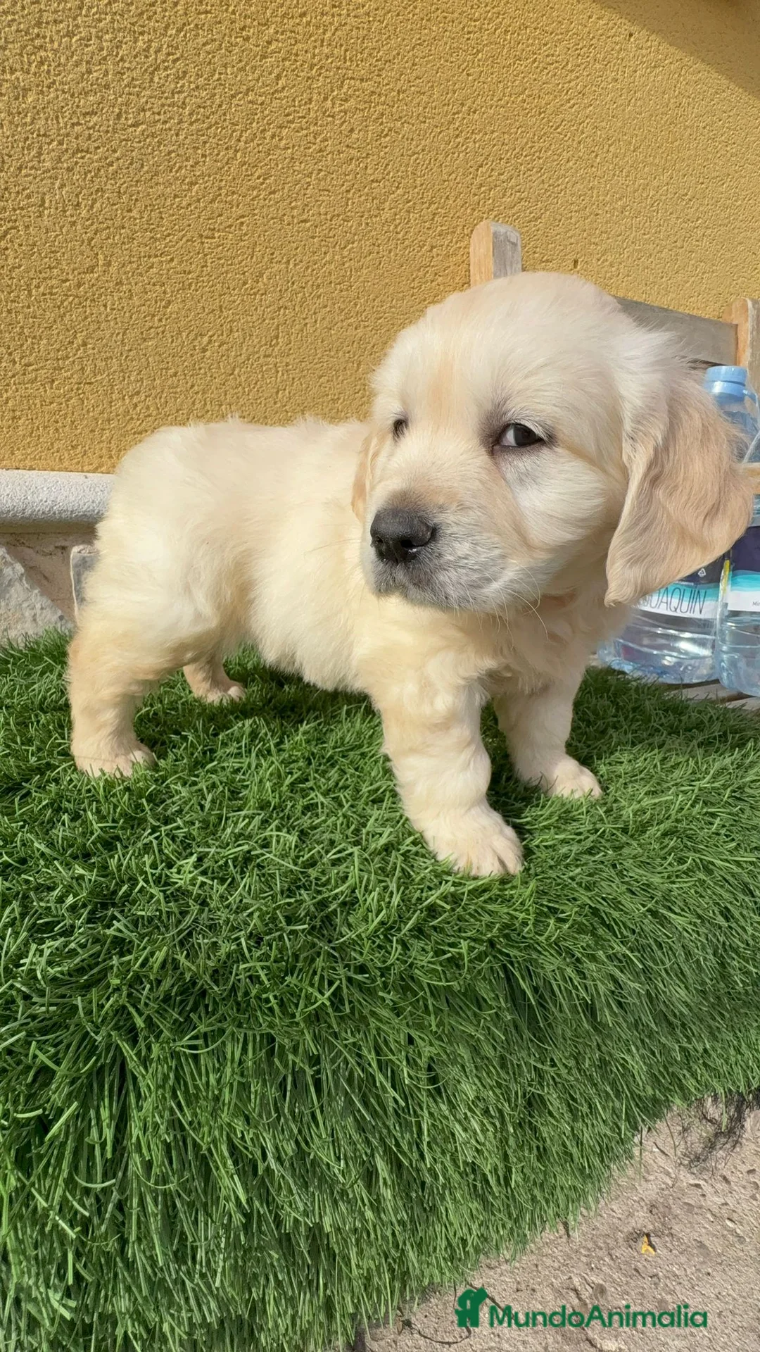 Golden Retriever perros en venta: Cachorros de Golden retriever macho y hembra - Anuncio 5