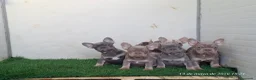 Bulldog Francés perros en venta: Cachorros de Bulldog Francés - Anuncio 2