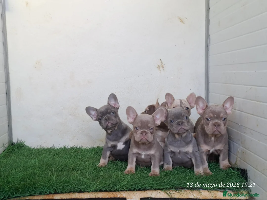 Bulldog Francés perros en venta: Cachorros de Bulldog Francés - Anuncio 2