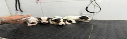 Ratonero Bodeguero Andaluz perros en venta: Bodeguero Andaluz 500€ ¡PRECIO REAL! - Anuncio 3