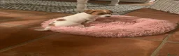Jack Russell Terrier perros en venta: Preciosas hembras de Jack Russell Terrier Broken - Anuncio 5