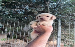 Labrador Retriever perros en venta: LABRADOR CALIDAD Y SELECCIÓN  - Imagen 2