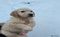 Golden Retriever perros en venta: golden retriever  - Imagen 1