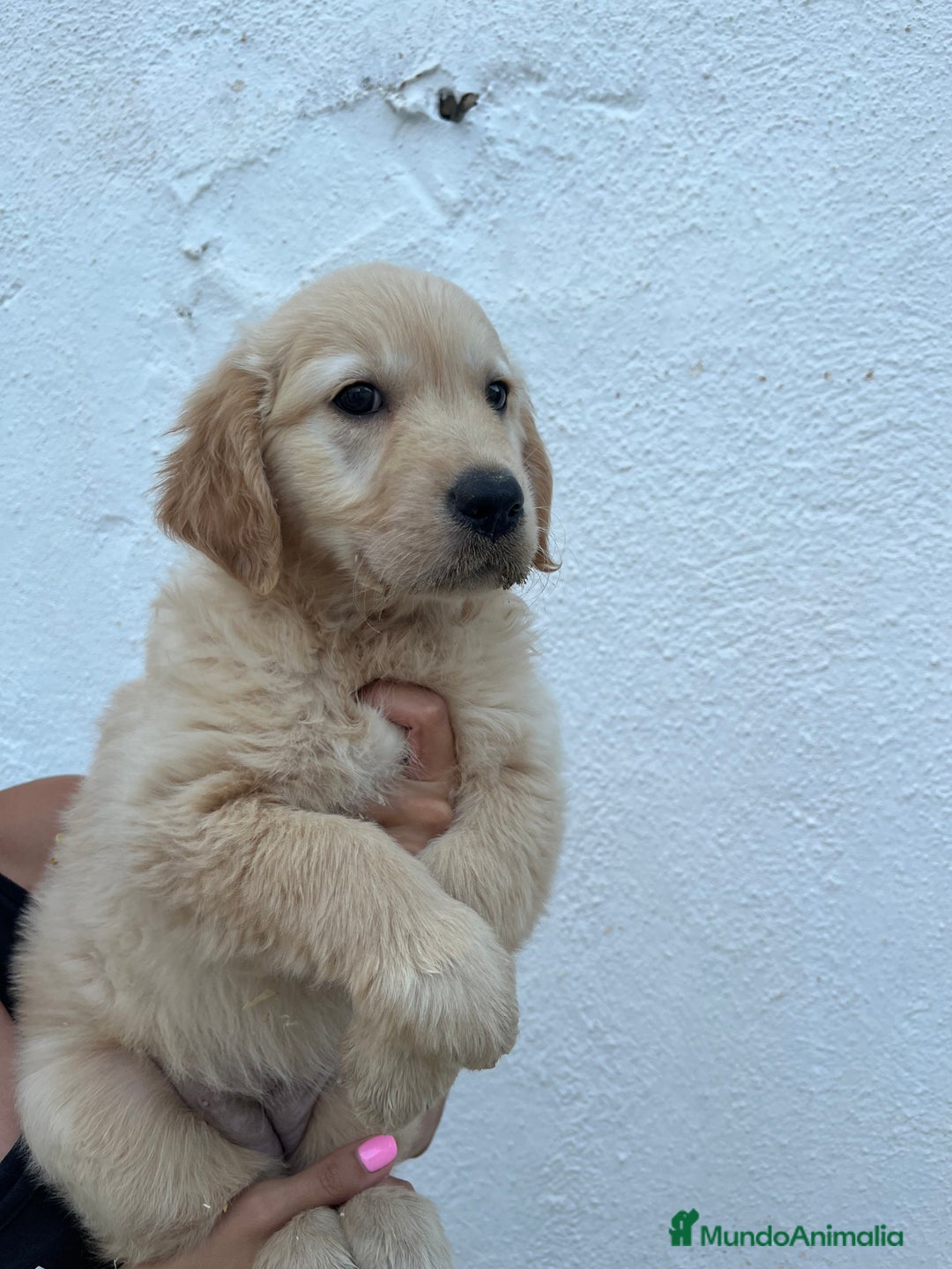 Golden Retriever perros en venta: golden retriever  - Imagen 1