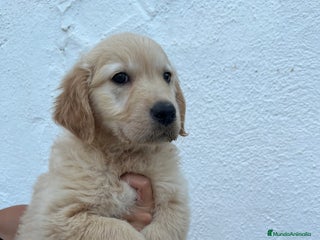 Golden Retriever perros - Anuncio 1