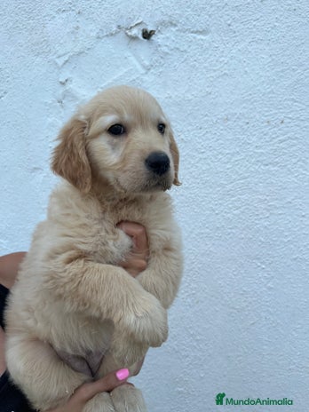 Golden Retriever perros - Anuncio 2