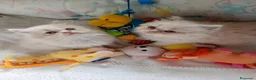 Persa gatos en venta: Gatitos persa Himalayos  - Anuncio 2