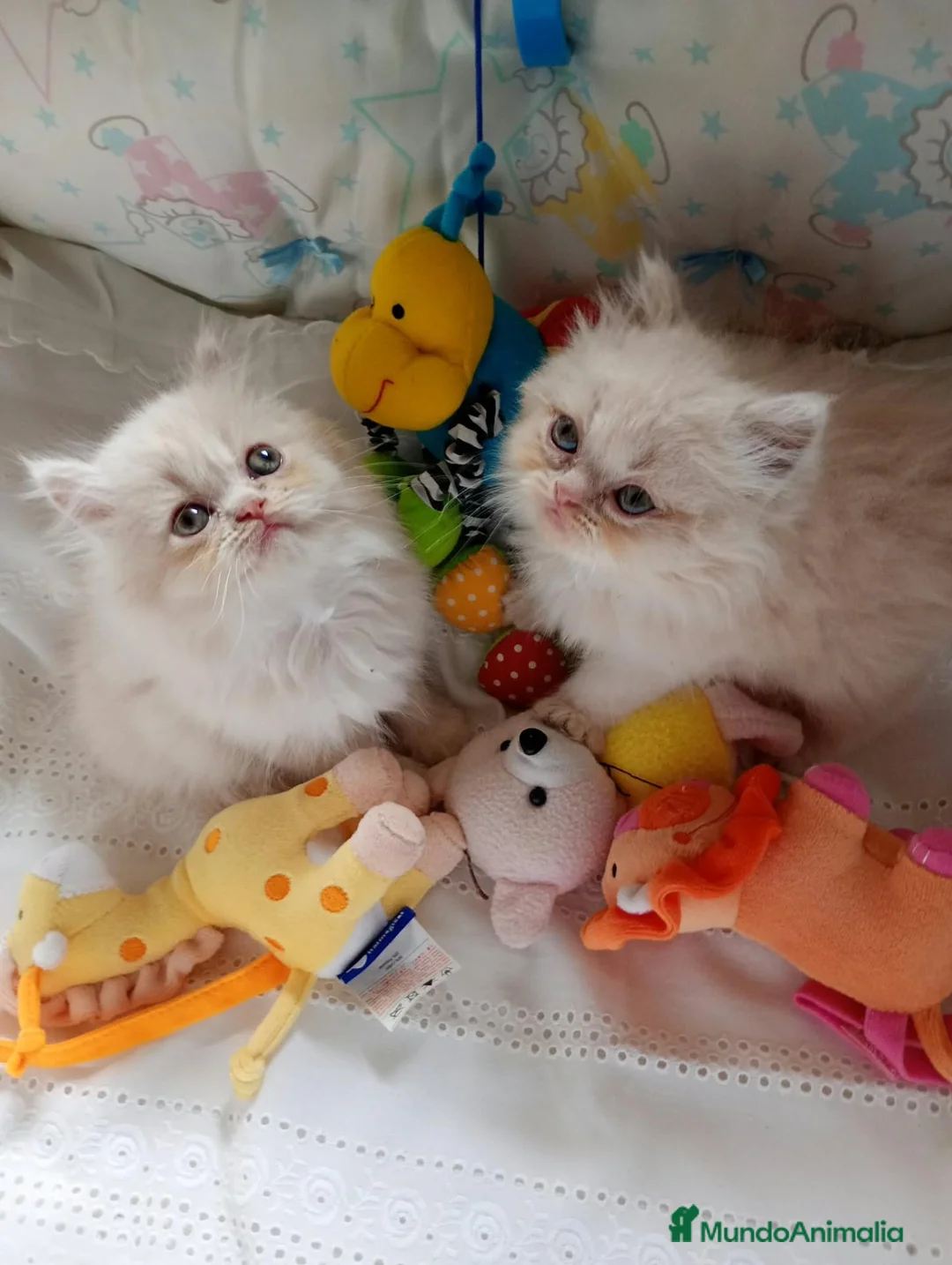 Persa gatos en venta: Gatitos persa Himalayos  - Anuncio 2