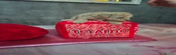 Caniche Toy perros en venta: Impresionantes caniches toy - Anuncio 11