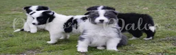 Border Collie perros en venta: Criador nacional de Border Collie  en Madrid - Anuncio 2