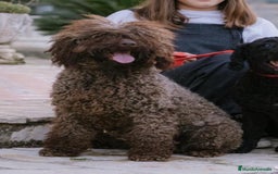 Perro de Agua Español perros en venta: camada perro de agua  - Imagen 10