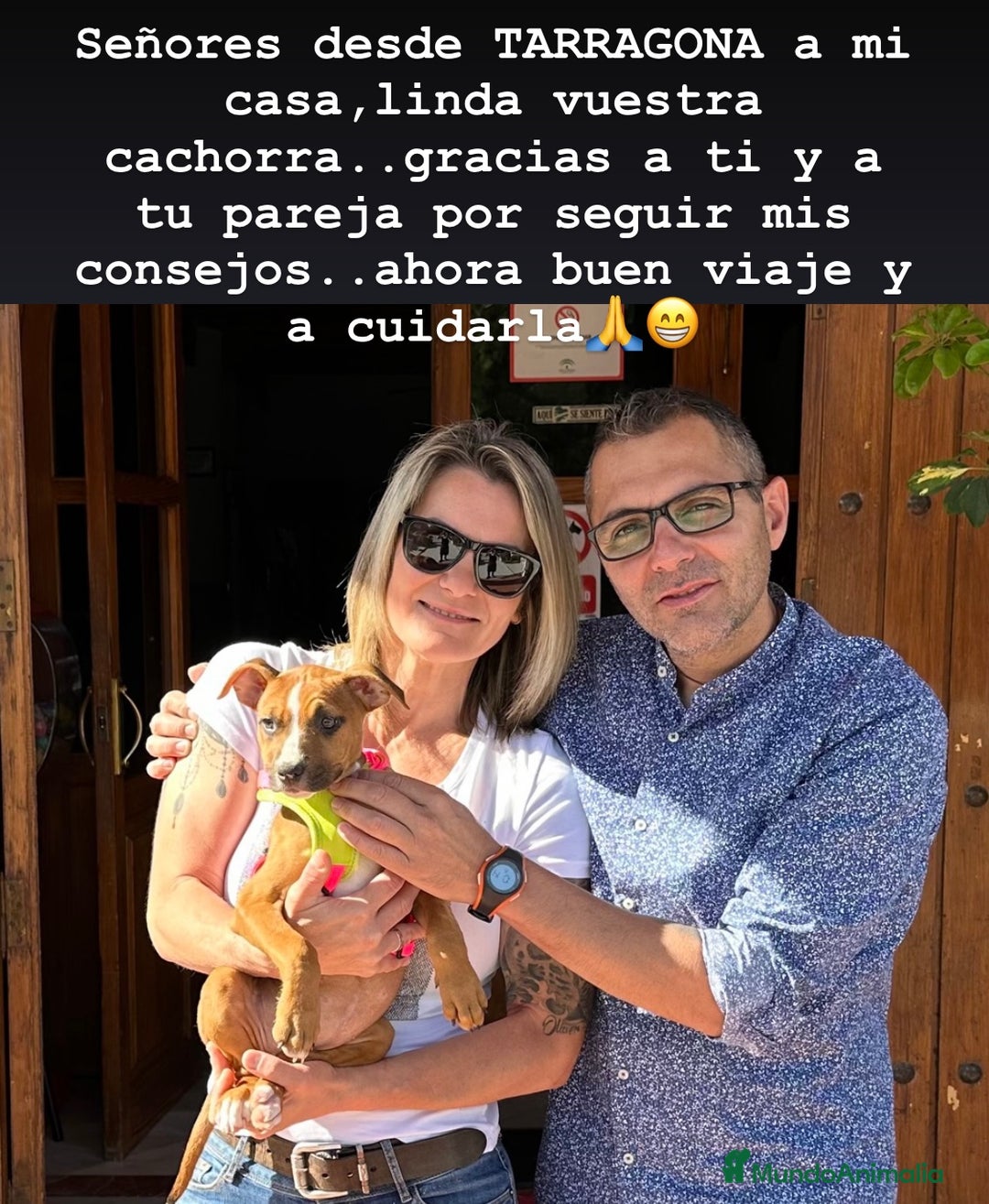 American Staffordshire-Terrier perros en venta: American Stanford, mis pequeños - Imagen 16