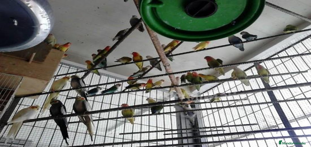 Imagen de galería {{count}}