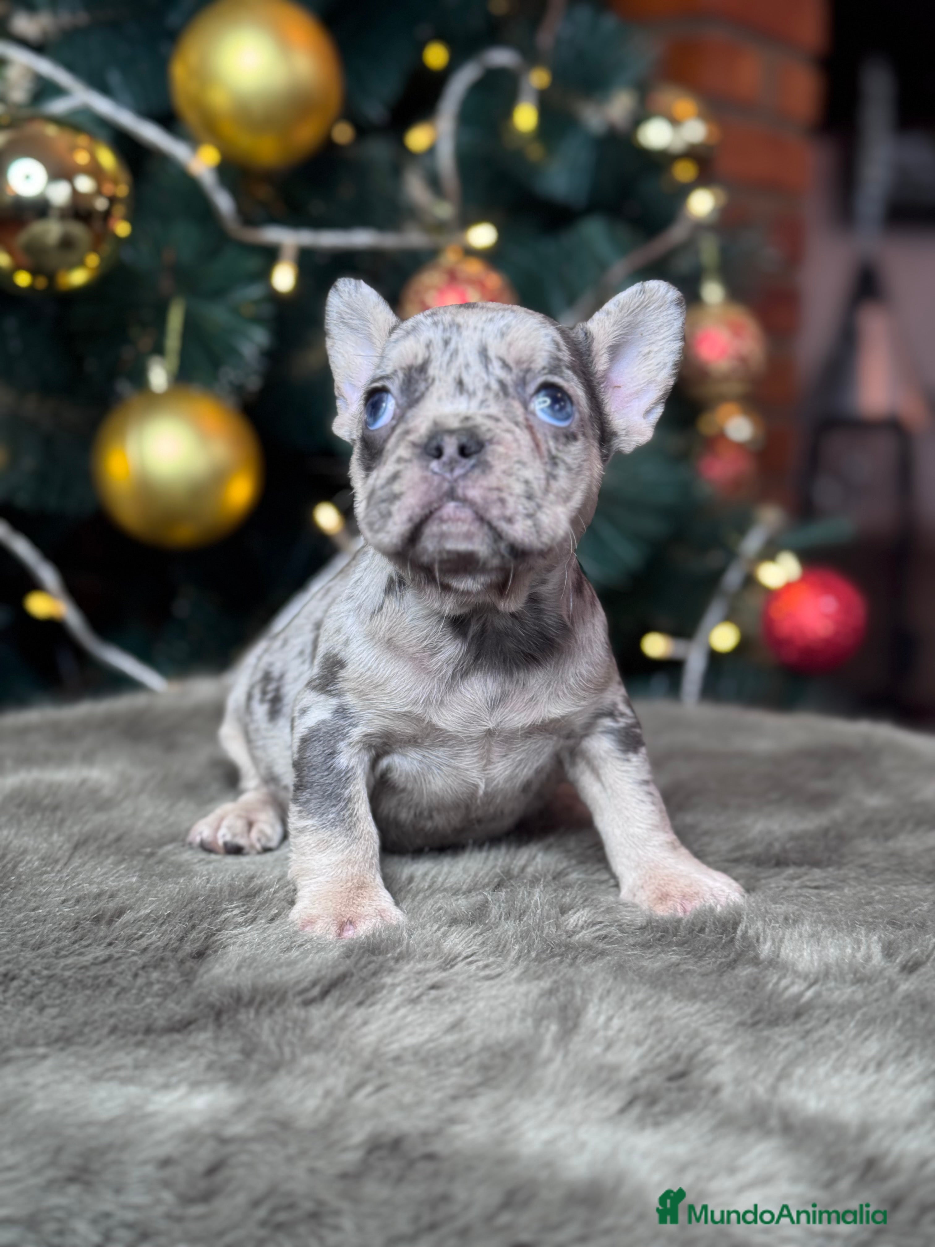 Bulldog Francés perros BULLDOG FRANCÉS / EXCLUSIVIDAD EN CADA CACHORRO  - Anuncio 2