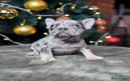 Bulldog Francés perros en venta: BULLDOG FRANCÉS / EXCLUSIVIDAD EN CADA CACHORRO  - Anuncio 2