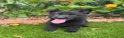 Pastor Alemán perros en venta: Pastores de trabajo - Anuncio 2