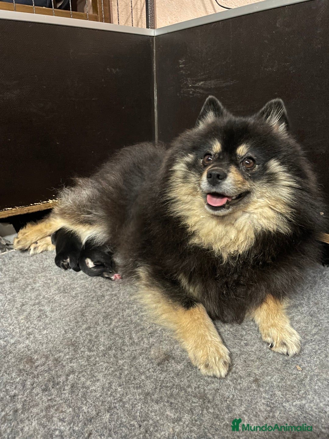 Pomsky perros en venta: Pomsky Toy F3 - Imagen 10