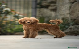 Caniche Toy perros en venta: Caniche toy Crema macho - Imagen 2