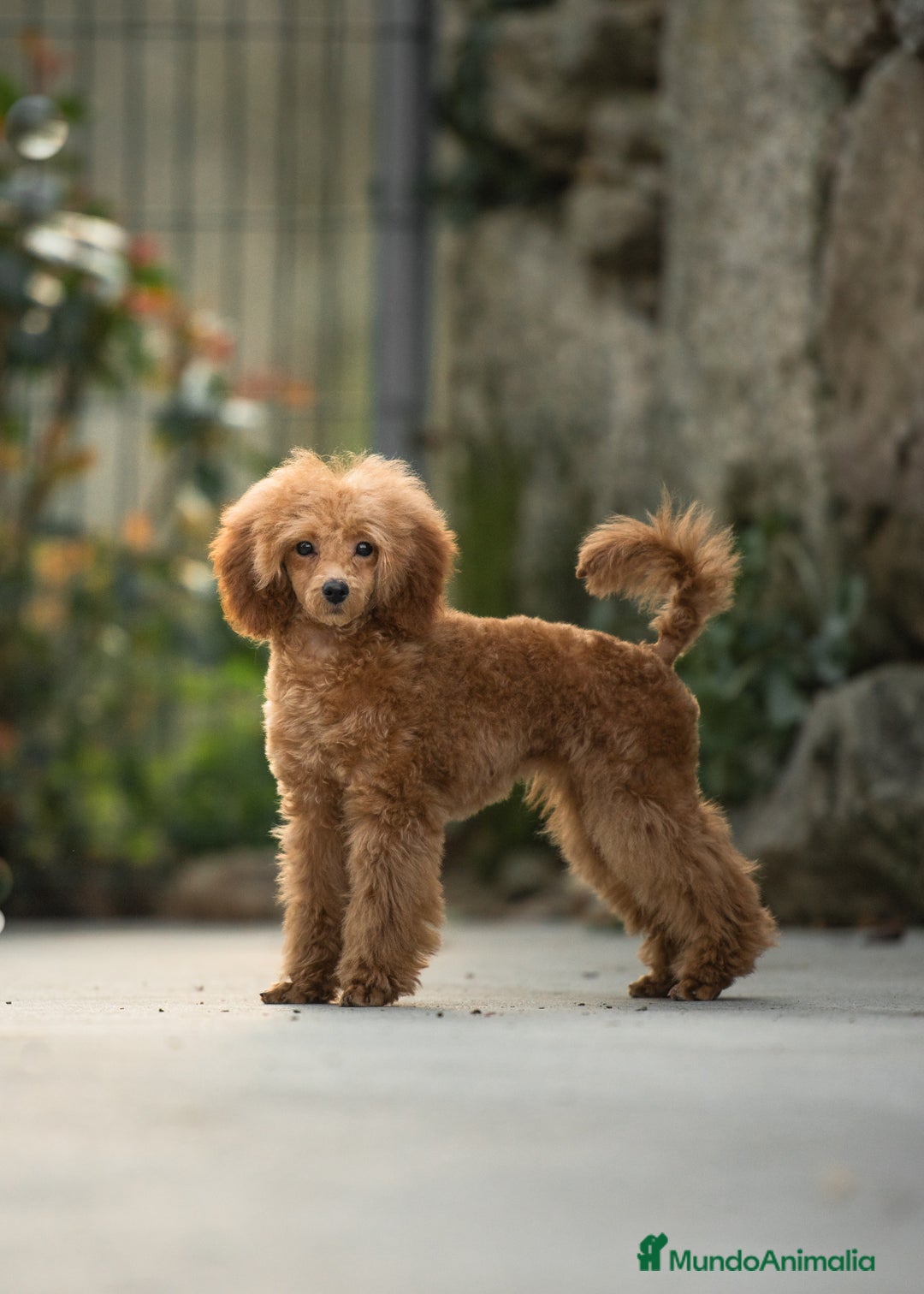 Caniche Toy perros en venta: Caniche toy Crema macho - Imagen 2