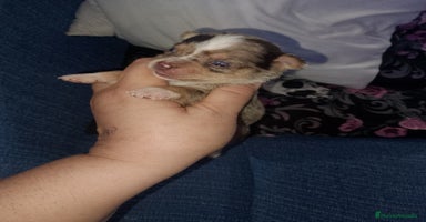 Chihuahua perros - Anuncio 3