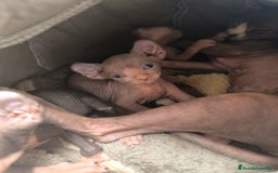 Sphynx gatos en venta: Cachorro Sphynx - Imagen 1
