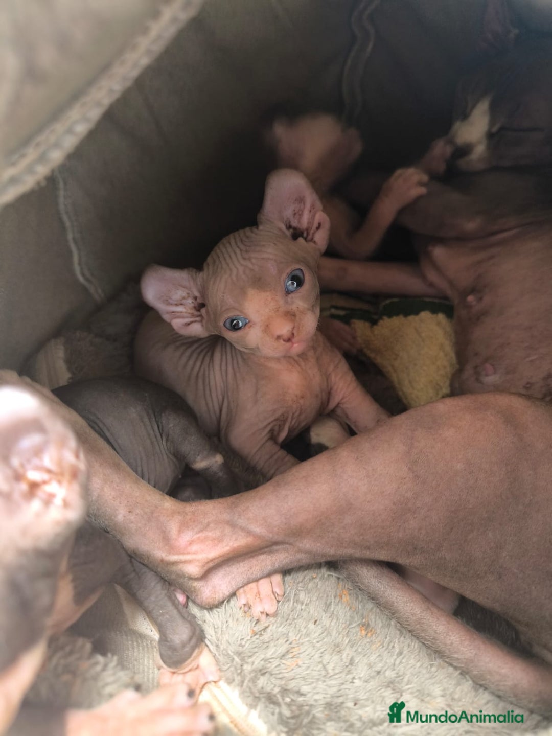 Sphynx gatos en venta: Cachorro Sphynx - Imagen 1