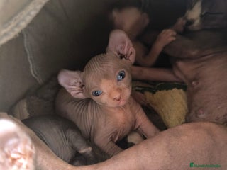 Sphynx gatos - Anuncio 8