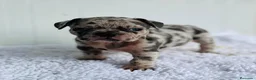 Bulldog Francés perros en venta: Bulldog frances Exotic - Anuncio 26