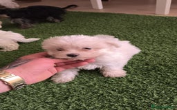 Bichón Maltés perros en venta: OPORTUNIDAD DE VERANO  - Imagen 3