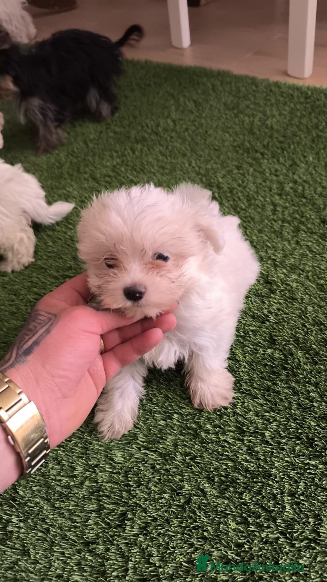 Bichón Maltés perros en venta: OPORTUNIDAD DE VERANO  - Imagen 3