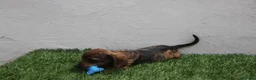 Teckel Miniatura perros en venta: Teckel Miniatura  - Anuncio 3